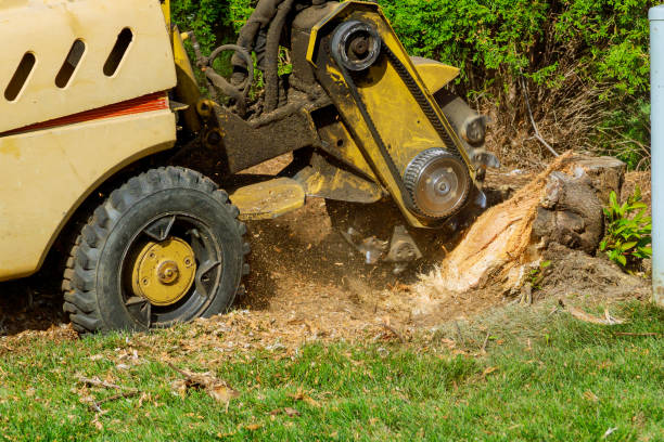 Best Arborist Services Near Me  in USA